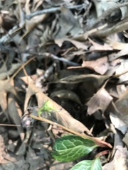 Pyrola americana