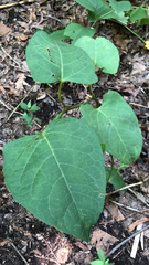 Reynoutria × bohemica