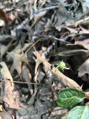 Pyrola americana