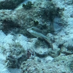 Canthigaster rostrata