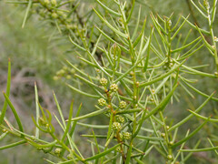 Acacia rupicola