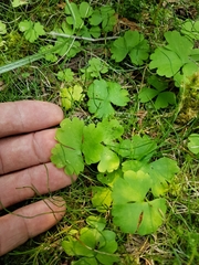 Ranunculus lapponicus