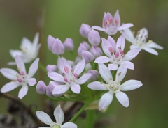 Allium drummondii