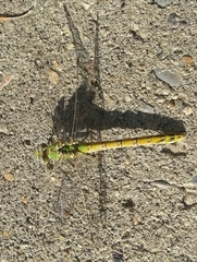 Ophiogomphus severus