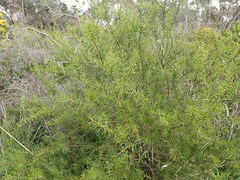 Acacia rupicola