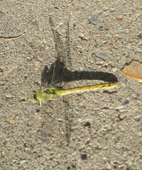 Ophiogomphus severus