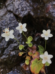 Parnassia asarifolia