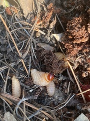 Scyphophorus yuccae