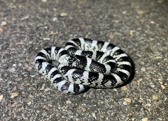 Rhinocheilus lecontei