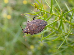 Poecilometis strigatus