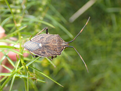 Poecilometis strigatus