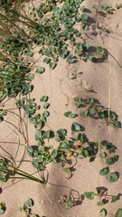Calystegia soldanella