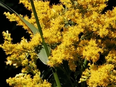 Solidago lepida