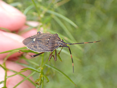 Poecilometis strigatus