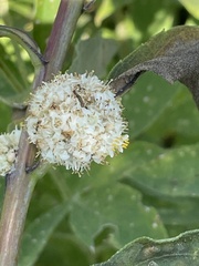 Cuscuta glomerata