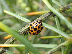 Harmonia conformis
