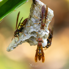 Polistes versicolor