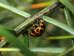Harmonia conformis