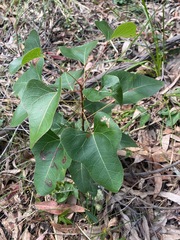 Brachychiton populneus