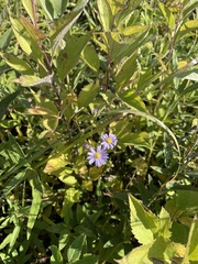 Symphyotrichum oolentangiense