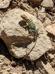 Crotaphytus collaris
