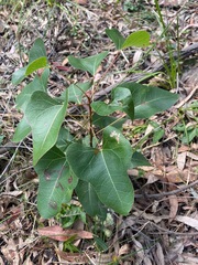 Brachychiton populneus