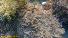 Parablennius pilicornis