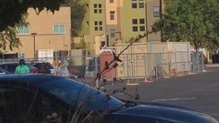 Passer domesticus
