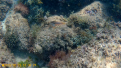 Parablennius pilicornis