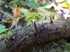 Xylaria apiculata
