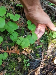 Ranunculus lapponicus