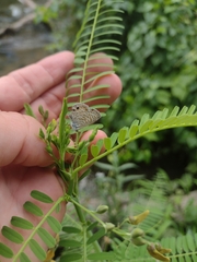 Leptotes marina