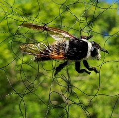 Mallophora bomboides