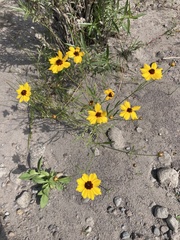 Coreopsis tinctoria