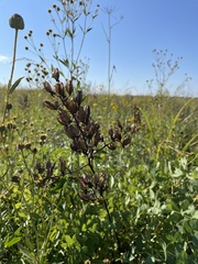 Melanthiaceae