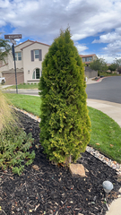 Platycladus orientalis