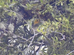 Setophaga occidentalis