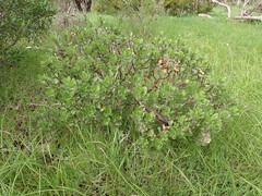Gomphocarpus cancellatus