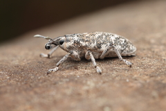 Cyphocleonus achates