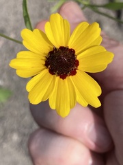 Coreopsis tinctoria