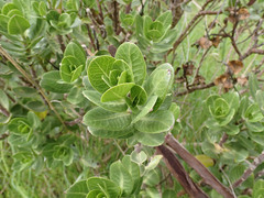 Gomphocarpus cancellatus