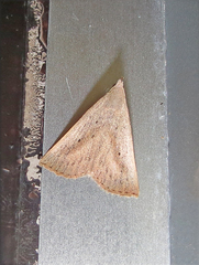 Macrochilo louisiana