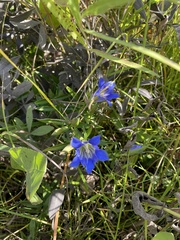 Gentiana puberulenta