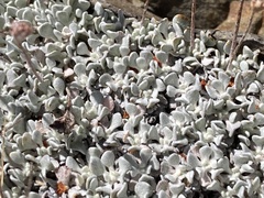 Eriogonum ovalifolium