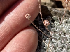 Eriogonum ovalifolium