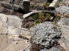 Eriogonum ovalifolium