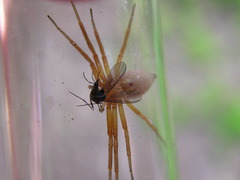 Philodromus rufus