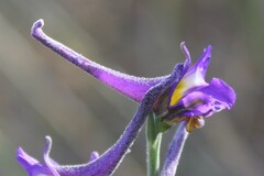Delphinium halteratum