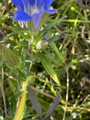 Gentiana puberulenta