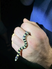 Rhinocheilus lecontei